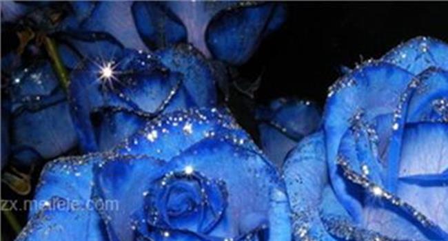 【蓝色妖姬的花语】蓝玫瑰、蓝色妖姬的花语及含义解析