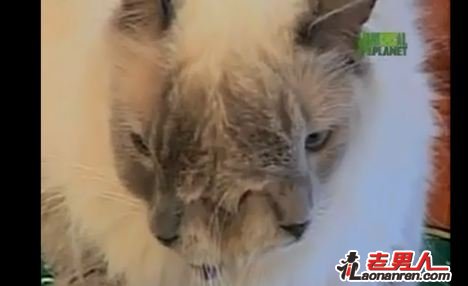 双面猫弗兰肯路易存活12年创吉尼斯世界纪录【图】