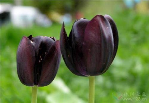 黑郁金香的花语是什么
