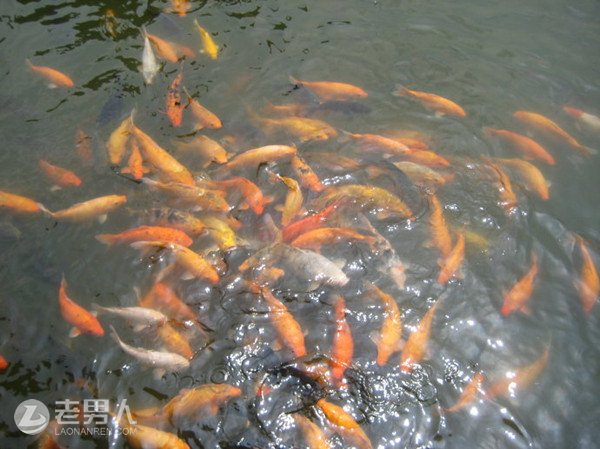 杭州湘湖里锦鲤死上百条或与过度投食有关