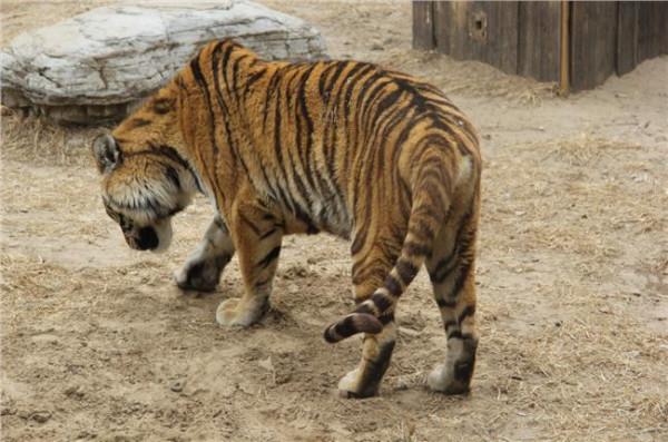 >于虎照片 东北虎是最大的老虎吗 野生东北虎图片照片