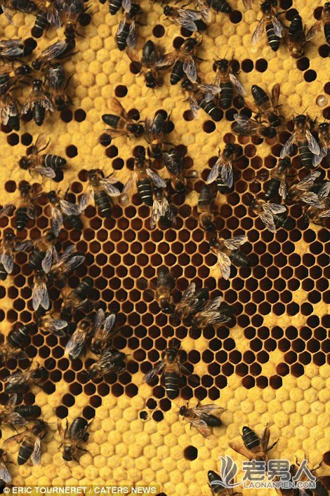 园艺师遭80万只蜜蜂攻击 伤情严重不治身亡