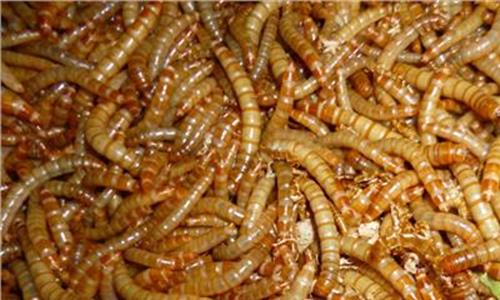 黄粉虫的饲养方法 青年蝎子养殖技术及黄粉虫饲养方法