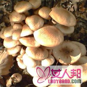 >【榛蘑的做法】小鸡炖榛蘑的做法_榛蘑的营养价值