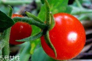 >樱桃蕃茄是转基因吗 樱桃蕃茄为什么不能多吃