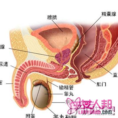 >前列腺肥大怎么办 前列腺肥大的预防与治疗