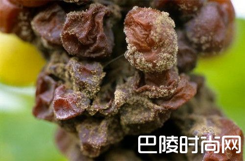 不同霉菌如何影响葡萄酒的风味？