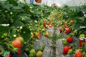 草莓一亩能收多少斤？一亩草莓能产多少斤？