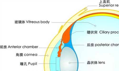 晶状体作用 人工晶状体等3项临床试验指导原则发布