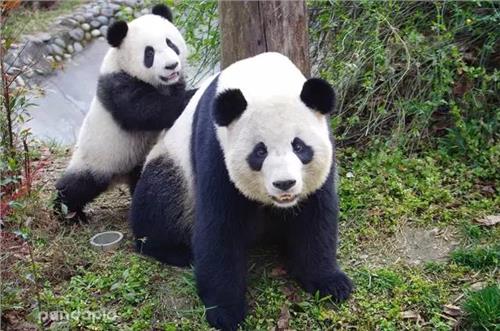 熊猫妈妈亲子营——尹建莉工作室联合青青部落首办夏令营招募