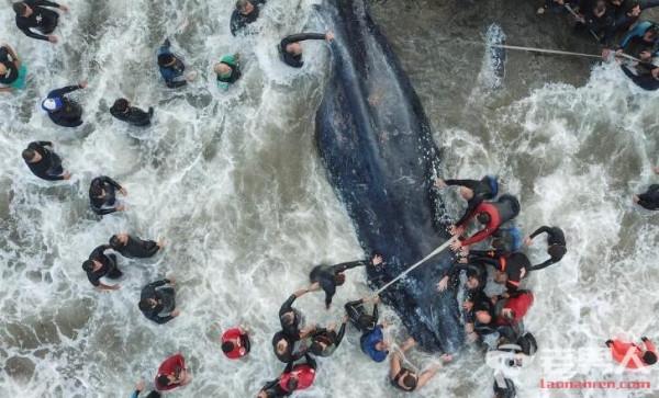 >阿根廷现搁浅鲸鱼 鲸鱼搁浅为什么会死