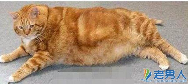 美国肥猫成功减肥甩去一半体重 盘点世界上最肥的五大动物