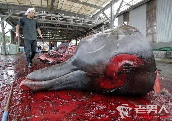 日本捕杀怀孕母鲸引众怒 辩称研究需要符合规定