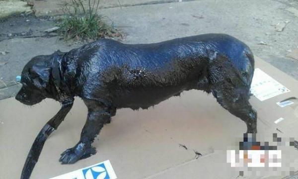 狗狗被全身倒满沥青 3人帮他洗全身浴