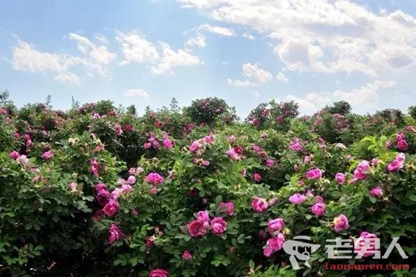 京城迎最佳赏花期 赏花高峰将持续到5月中旬