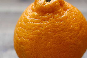 >枇杷柑是丑橘吗？枇杷柑和丑橘的区别