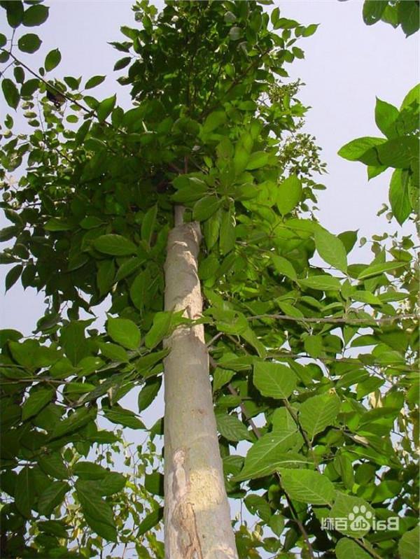 >【湖北杜肿树】杜仲 一种潜力巨大的多用途树种