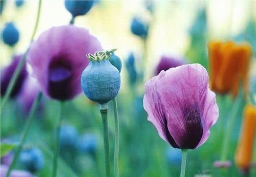 >罂粟花的花语介绍 罂粟花有哪些品种