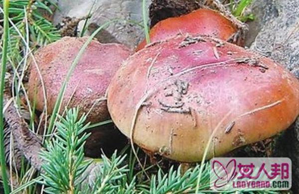 >贺兰山紫蘑菇怎么吃 贺兰山紫蘑菇的做法