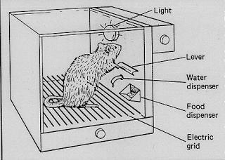 >【斯金纳和聪明的老鼠】斯金纳箱子里的老鼠