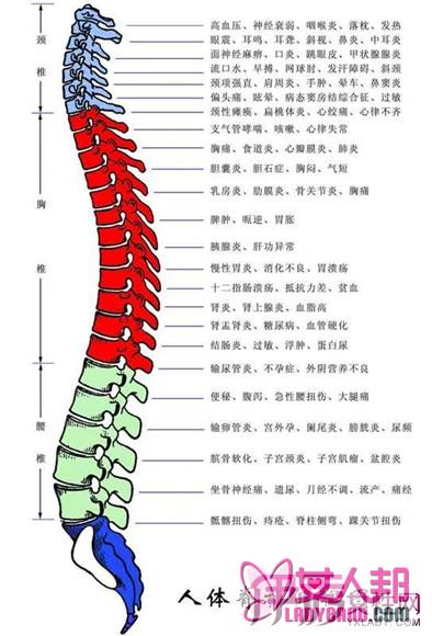 >脊椎节段与神经五脏关系图 脊椎与五脏关系详解