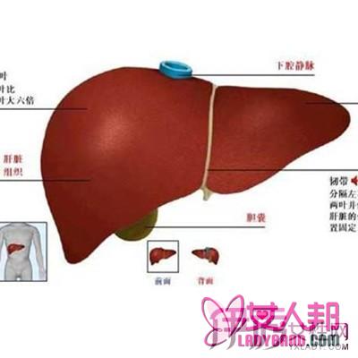 >玉米水可以降总胆汁酸么 下面为你介绍6种降低胆汁酸食物