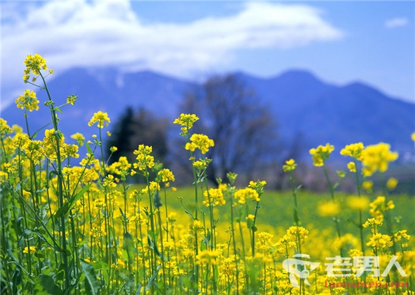 >油菜花里玩耍视力降到0.4 春季赏花如何预防花粉过敏