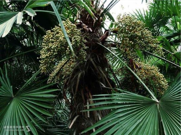 >梭罗树图片 棕榈树果实价值和图片欣赏