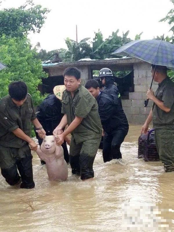 继吸猫吸狗之后又开始流行吸猪，这只中国网红猪竟然红到了国外