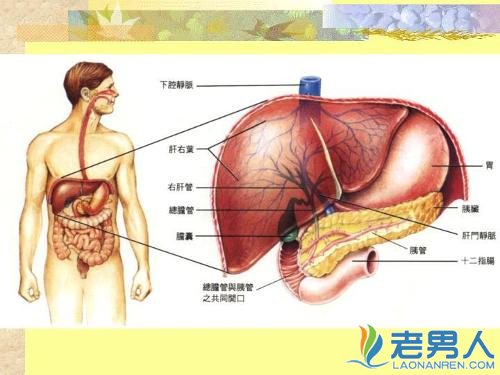 >肝是人体很重要的器官  肝脏有毒的表现