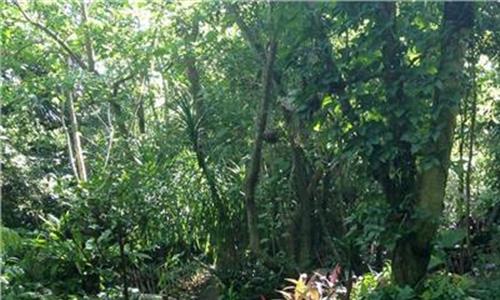 >热带雨林气候成因 华为提供全天候电力供应帮助热带雨林村民