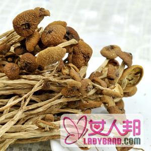 【茶树菇排骨汤】茶树菇排骨汤的功效_茶树菇排骨汤的做法