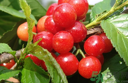 樱桃是酸性还是碱性水果?樱桃是碱性水果吗?