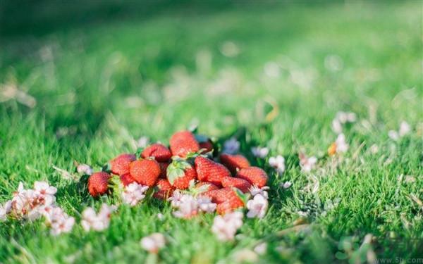 如何辨别草莓有没有打膨大剂？如何清洗草莓才干净？