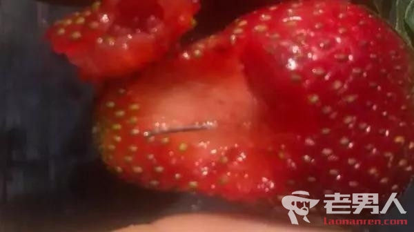 澳大利亚草莓藏针 当地政府悬赏近50万寻凶