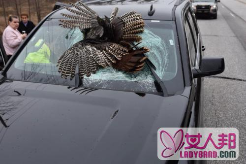 美家庭行车遇意外 火鸡“从天而降”砸穿挡风玻璃