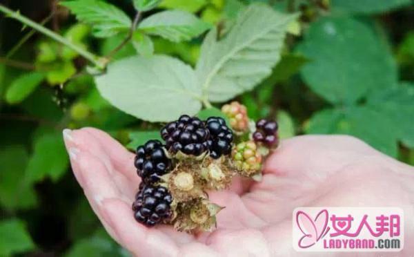 黑莓的功效与作用 吃黑莓的好处