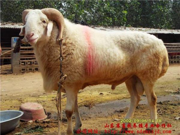 >杜波羊养殖场 肉牛养殖总场肉羊养殖技术纯种杜波山羊