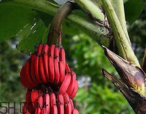 火龙蕉营养价值 火龙蕉的功效与作用