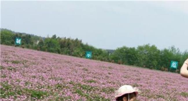 【高清紫云英图片】河南信阳广种紫云英 通过绿肥提高土壤品质