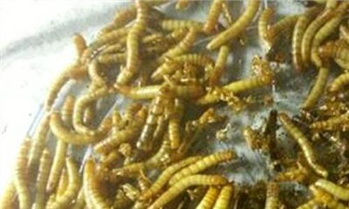 黄粉虫饲养 小养殖 大产业——马山口镇黄粉虫养殖助脱贫