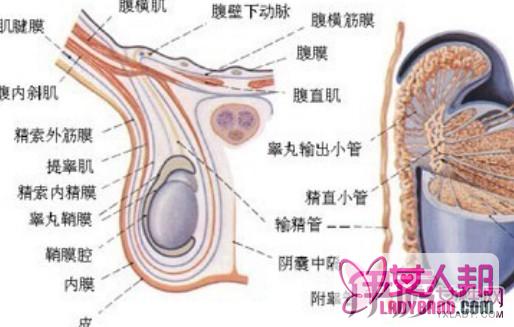 附睾囊肿怎么办？ 对生育有什么影响