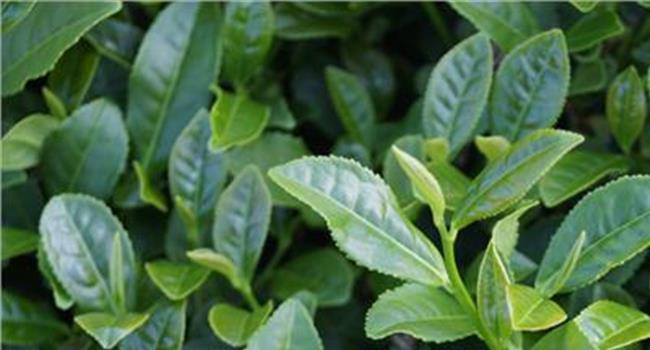 【茶树精油能杀死螨虫吗】茶树精油贴对螨虫的影响