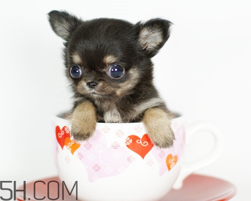 >茶杯犬为什么这么小？为什么叫做茶杯狗