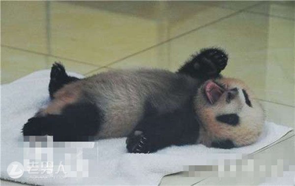萌翻了！4只大熊猫宝宝首次亮相可爱喜人