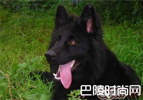 比利时格罗安达牧羊犬价格及智商 比利时格罗安达牧羊犬好养吗多少钱一只