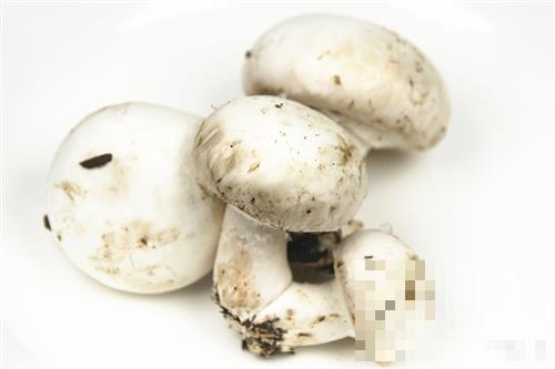 >口蘑（蘑菇）的营养价值及功效与作用