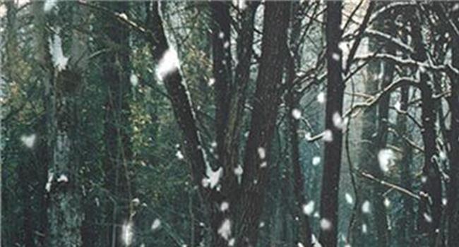 【雪花飞舞的冬天作文】描写安静的冬天的作文:雪花飞舞的冬天