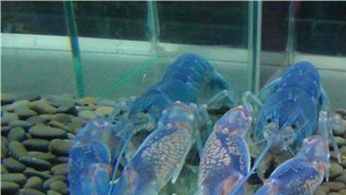 世界上最大的蓝魔虾:长30CM重500克 相当于3只小龙虾