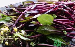吃红菜苔有什么好处?红菜苔的功效与作用